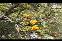 銀樺-花01.jpg