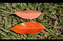 錫蘭橄欖-紅葉32.JPG