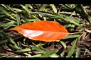 錫蘭橄欖-紅葉53.JPG