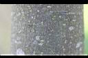 錫蘭橄欖-莖00.jpg