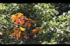 錫蘭橄欖-紅葉04.JPG