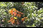 錫蘭橄欖-紅葉06.JPG