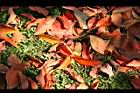 錫蘭橄欖-紅葉22.jpg