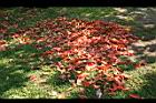 錫蘭橄欖-紅葉23.jpg