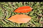 錫蘭橄欖-紅葉26.JPG