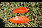 錫蘭橄欖-紅葉29.JPG