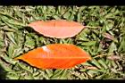 錫蘭橄欖-紅葉31.JPG
