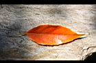 錫蘭橄欖-紅葉46.JPG