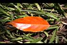錫蘭橄欖-紅葉52.JPG