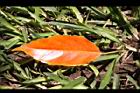 錫蘭橄欖-紅葉54.JPG