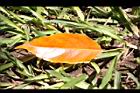 錫蘭橄欖-紅葉55.JPG