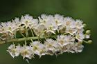 錫蘭橄欖-花18.jpg