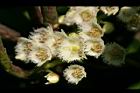 錫蘭橄欖-花28.jpg