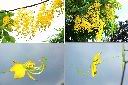 阿勃勒-花.jpg