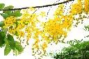阿勃勒-花03.JPG