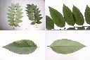 阿勃勒-葉.jpg