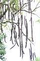 阿勃勒-實03.JPG