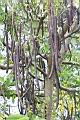 阿勃勒-實05.JPG