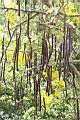阿勃勒-實08.JPG