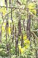 阿勃勒-實09.JPG