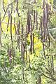 阿勃勒-實11.JPG