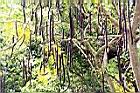 阿勃勒-實14.JPG