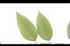 阿勃勒-小葉00.JPG