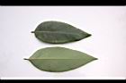 阿勃勒-小葉01.JPG