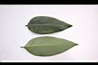 阿勃勒-小葉04.JPG