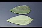 阿勃勒-小葉05.JPG