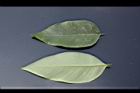 阿勃勒-小葉06.JPG