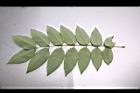阿勃勒-羽葉背00.JPG