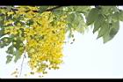 阿勃勒-花11.JPG