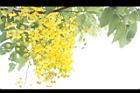 阿勃勒-花12.JPG