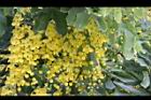 阿勃勒-花13.JPG