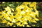 阿勃勒-花24.JPG