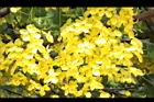 阿勃勒-花25.JPG