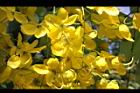 阿勃勒-花30.JPG