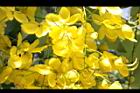 阿勃勒-花31.JPG
