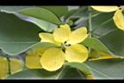 阿勃勒-花70.JPG