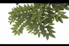 阿勃勒-葉01.JPG