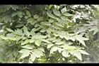 阿勃勒-葉06.JPG