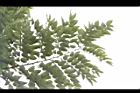 阿勃勒-葉09.JPG