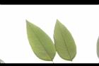 阿勃勒-葉脈05.JPG