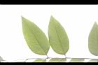 阿勃勒-葉脈06.JPG