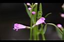 隨意草-花10.JPG