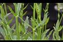 隨意草-莖00.JPG