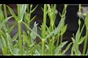 隨意草-莖03.JPG