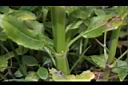 隨意草-莖05.JPG
