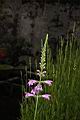 隨意草-花序00.JPG